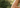CBD og myg – hvad viser forskningen, og hvad oplever vores kunder?