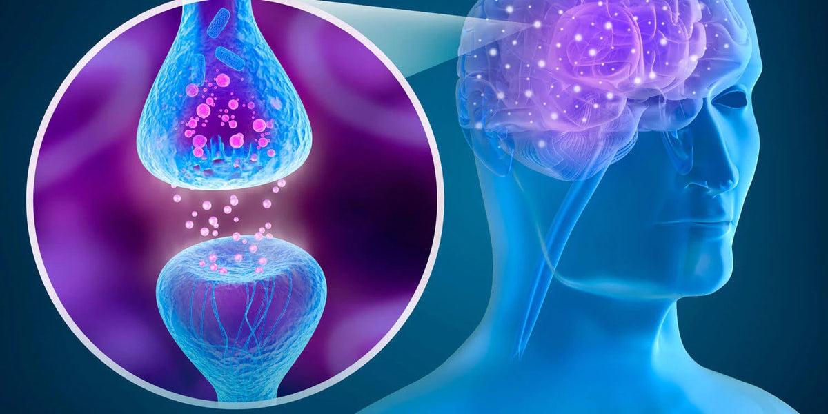 HVAD ER DET ENDOCANNABINOIDE SYSTEM?