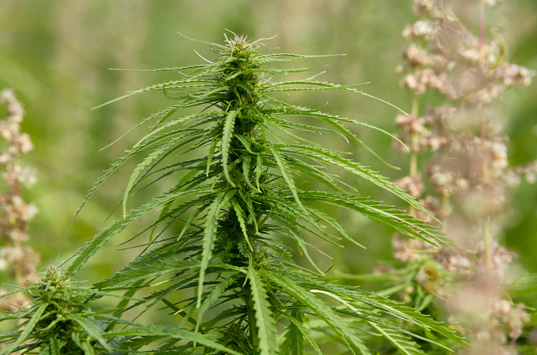 NatureCell omtalt i Beautyspace: Hvad CBD gør for din hud
