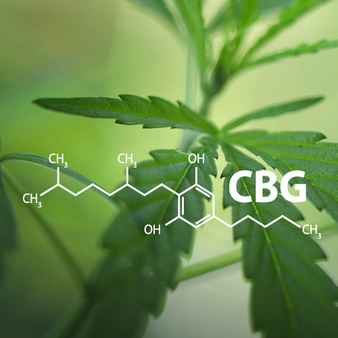 CBG  (Cannabigerol)