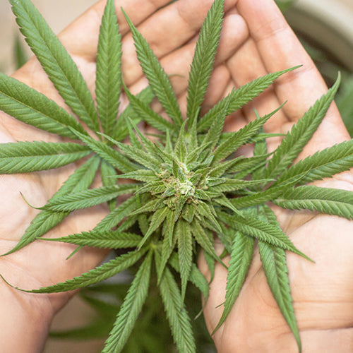 Cannabis Sativa